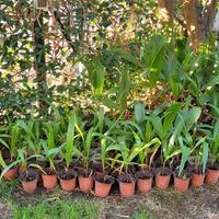 palme washingtonia filifera 1/2/3pz vaso singolo