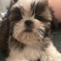 Cuccioli di shih tzu