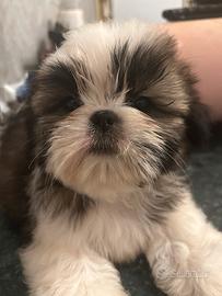 Cuccioli di shih tzu