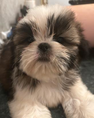 Cuccioli di shih tzu