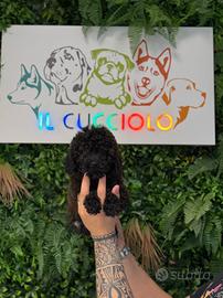 Barboncini toy cuccioli femmine neri