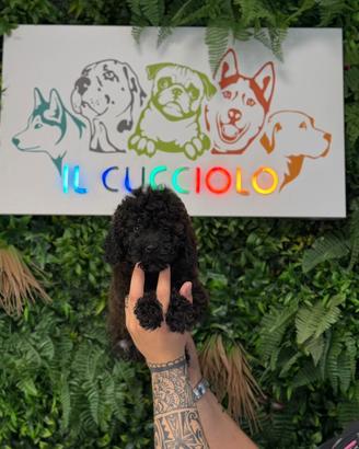 Barboncini toy cuccioli femmine neri