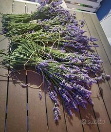lavanda appena tagliata