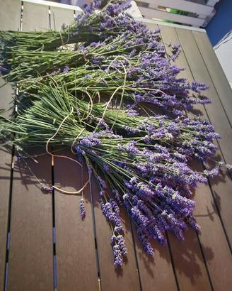 lavanda appena tagliata