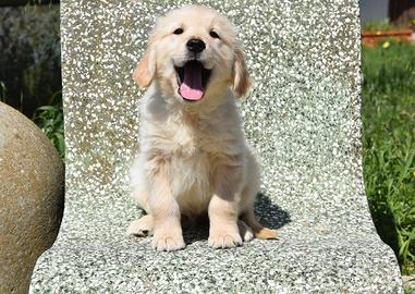 Top cuccioli golden retriever con pedigree Enci
