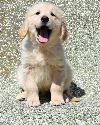 Top cuccioli golden retriever con pedigree Enci