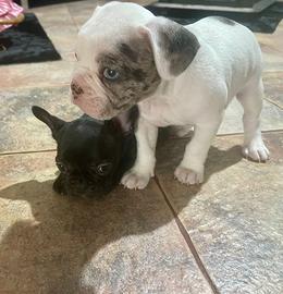 Buldog francese esotico