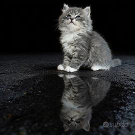 Gattini siberiani