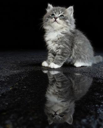 Gattini siberiani