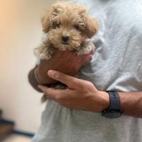 Maltipoo Albicocca mini toy maltese barboncino