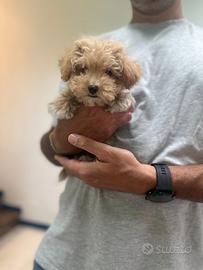 Maltipoo Albicocca mini toy maltese barboncino