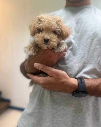 Maltipoo Albicocca mini toy maltese barboncino