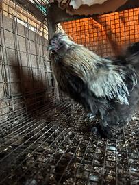 Gallo Moroseta