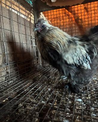 Gallo Moroseta