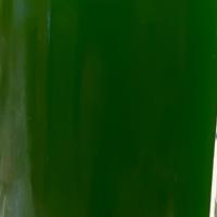 Fitoplancton Synechococcus