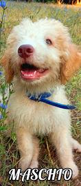 Cuccioli di lagotto romagnolo disponibili