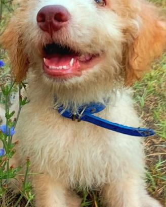 Cuccioli di lagotto romagnolo disponibili