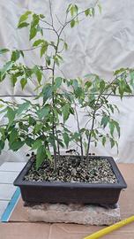 Composizione bonsai bagolaro