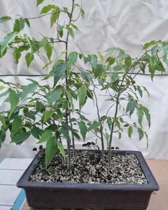 Composizione bonsai bagolaro