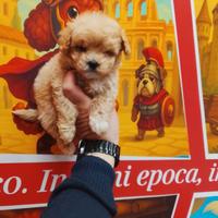 Barboncino mini toy maschio