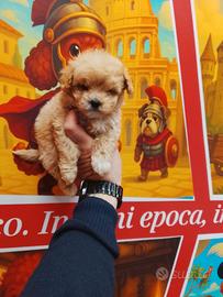 Barboncino mini toy maschio