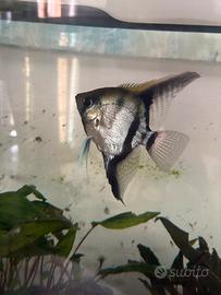 Scalari da acquario
