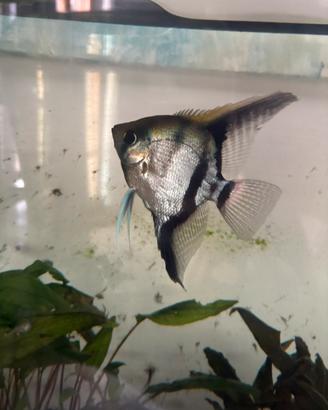 Scalari da acquario