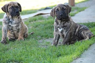 Presa dogo canario