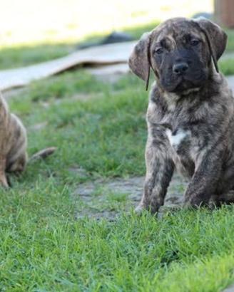 Presa dogo canario