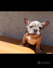 Bulldog francesi cuccioli blu