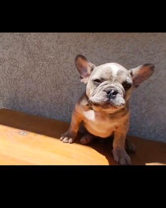 Bulldog francesi cuccioli blu