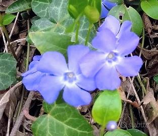 pianta di vinca