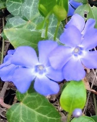 pianta di vinca