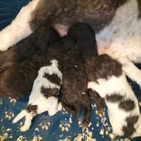 Cuccioli di Lagotto Romagnolo