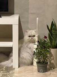 Gatto Persiano