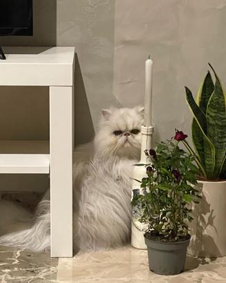Gatto Persiano