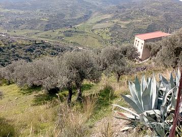 Casa rurale e oliveto - pettineo (me)