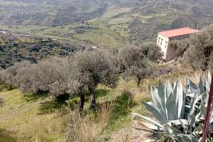 Casa rurale e oliveto - pettineo (me)