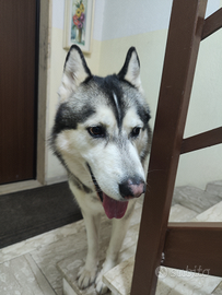 Siberian Husky