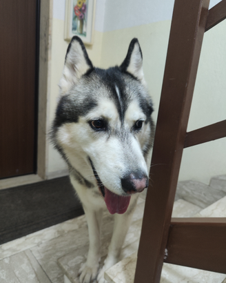 Siberian Husky