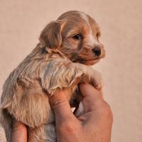 Maltipoo - Stupendi esemplari