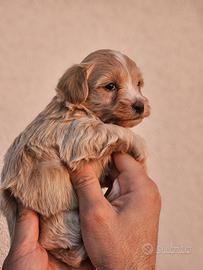 Maltipoo - Stupendi esemplari