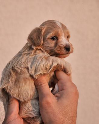 Maltipoo - Stupendi esemplari