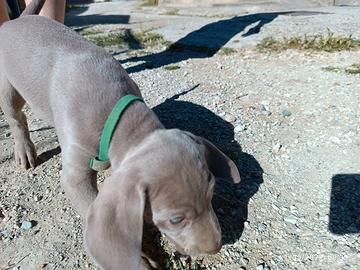 Weimaraner maschio