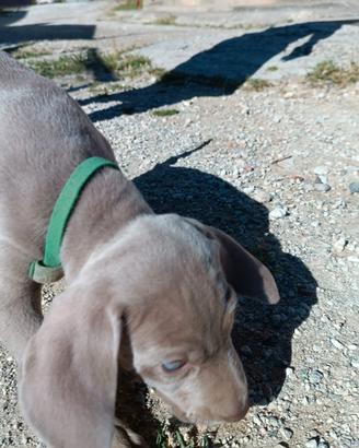Weimaraner maschio