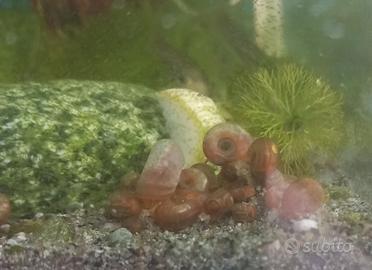Lumache acquario Planorbarius corneus red