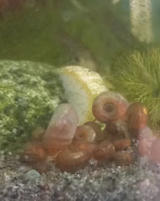 Lumache acquario Planorbarius corneus red