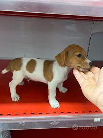 Jack Russell terrier cuccioli