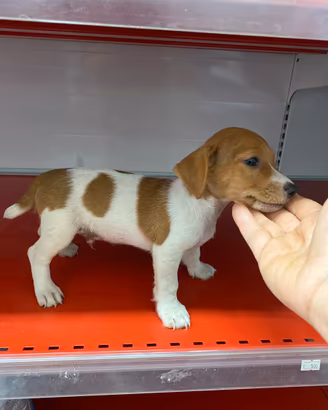 Jack Russell terrier cuccioli