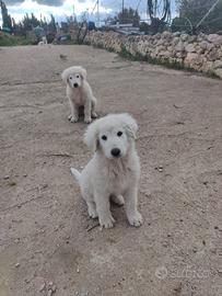 Cuccioli di Pastore Maremmano Abruzzese